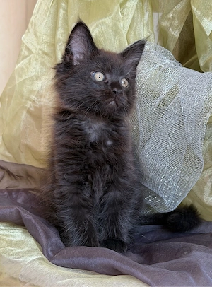 Maine Coon