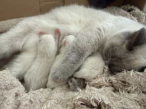 BKH blue point babys 