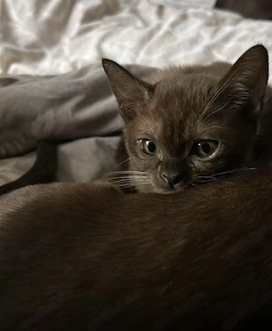 Burma Kitten  reinrassige!!!