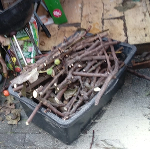 Zu verschenken  Speisfässer voll mit Feigenholz und Rest holz zugeschnitten ca. 20 - 70 cm 