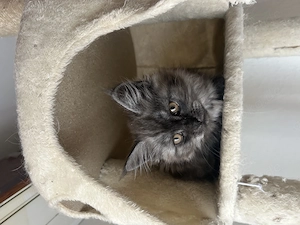 Reinrassiges Maine-coon kitten  