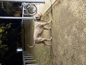 XXL American Bully HDED-frei Tricolor Lilac Merle Deckrüde XL ABKC Bild 2