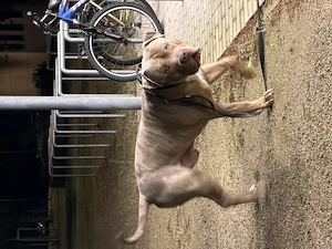 XXL American Bully HDED-frei Tricolor Lilac Merle Deckrüde XL ABKC Bild 4