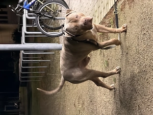 XXL American Bully HDED-frei Tricolor Lilac Merle Deckrüde XL ABKC Bild 5