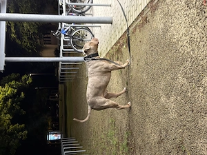 XXL American Bully HDED-frei Tricolor Lilac Merle Deckrüde XL ABKC Bild 3