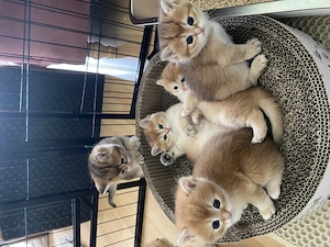 Bkh Kitten 