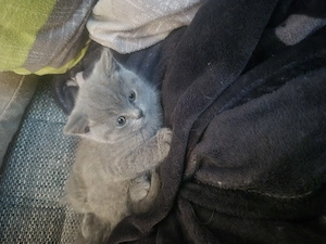 BKH KITTE