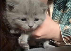 BKH Kitten