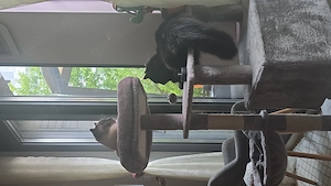 Katzen Main coon Mischling sucht ein Zuhause 