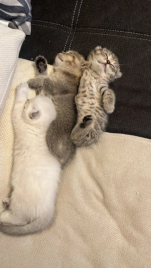 Katzen babys 