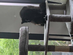 Katzen Main coon Mischling sucht ein Zuhause  Bild 2
