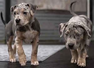 XXL American Bully HDED-frei Tricolor Lilac Merle Deckrüde XL ABKC Bild 7