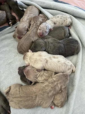 XXL American Bully HDED-frei Tricolor Lilac Merle Deckrüde XL ABKC Bild 9