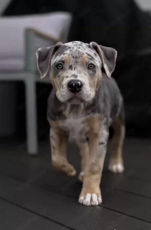 XXL American Bully HDED-frei Tricolor Lilac Merle Deckrüde XL ABKC Bild 8