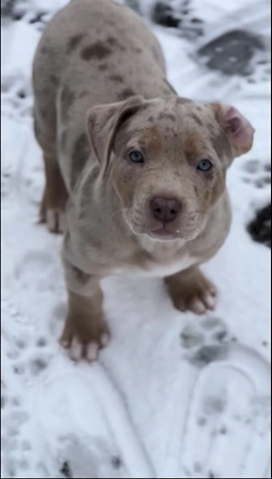 XXL American Bully HDED-frei Tricolor Lilac Merle Deckrüde XL ABKC Bild 6