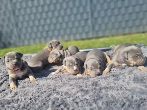 XXL American Bully HDED-frei Tricolor Lilac Merle Deckrüde XL ABKC Bild 10