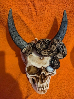 Boa Constrictor Imperator (Mischboa)