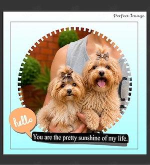  Mini Maltipoo Welpen    Bild 7