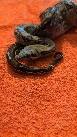 Boa Constrictor Imperator 