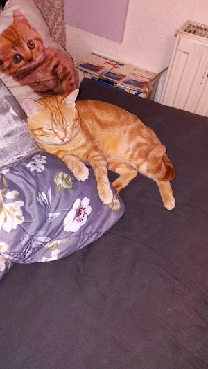 europäische Kurzhaar Katzen   