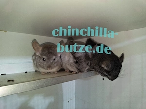 Chinchillas suchen ein zu Hause  Bild 4