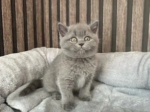 reinrassige BKH lilac blau 3 suchen noch 12 wochen alt 