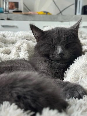    Zuhause für meinen Kater gesucht   