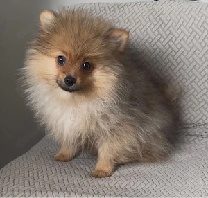 pomeranian zwergspitz mannlich  Bild 4