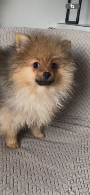 pomeranian zwergspitz mannlich  Bild 3