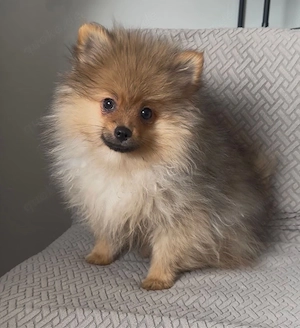 pomeranian zwergspitz welpe mannlich 