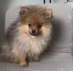 pomeranian zwergspitz mannlich  Bild 2