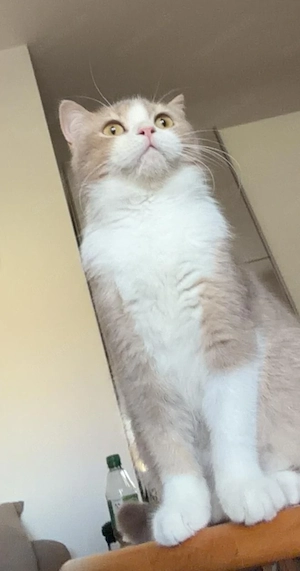 Scottish Straight Jung Kater kitten (9 Monate) sucht ruhiges Zuhause Bild 2
