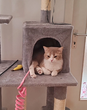 Scottish Straight Jung Kater kitten (9 Monate) sucht ruhiges Zuhause Bild 5