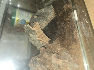 Vogelspine zu ferkaufen 