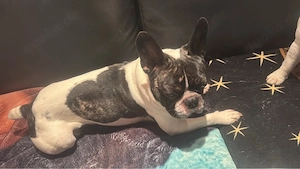 französiche bulldogge Rüde