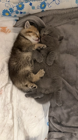 BKH Kitten zu verkaufen Karlsruhe