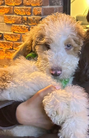 Teddy (Labradoodle)