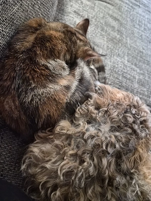 Rotes Bkh Maine coon Mix Mädchen Bild 3