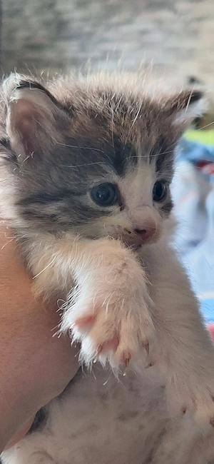 Maine Coon Kitten Abgabe im Juli black tortie  Bild 3