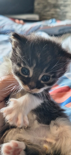 Maine Coon Kitten Abgabe im Juli black tortie  Bild 4