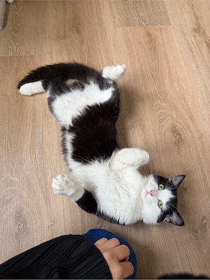 dringend   Süßer 8 Monate alter Kater sucht liebevolles Zuhause   mit seiner kompletten ausstattung
