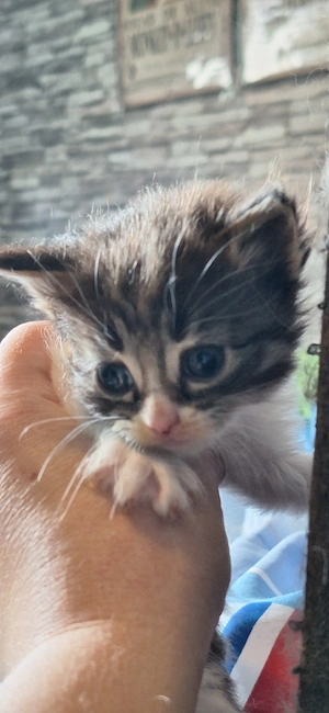 Maine Coon Kitten Abgabe im Juli black tortie  Bild 2