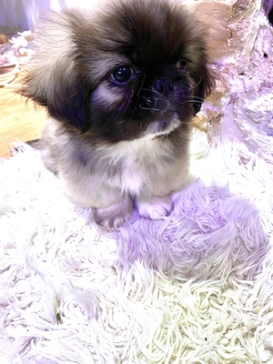 Pekinese Welpe Rüde
