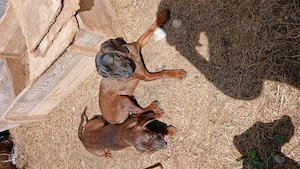 Bayrische Gebirgsschweißhundwelpen 