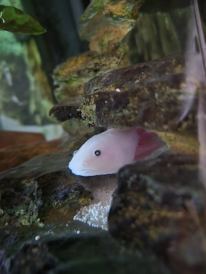 Axolotl abzugeben