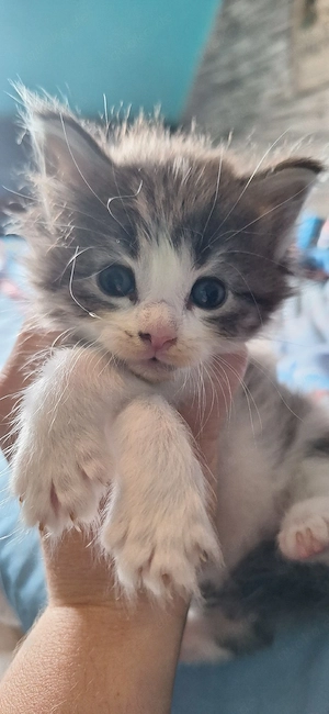 Maine Coon Kitten Abgabe im Juli black tortie  Bild 5