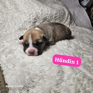 American pocket bully 