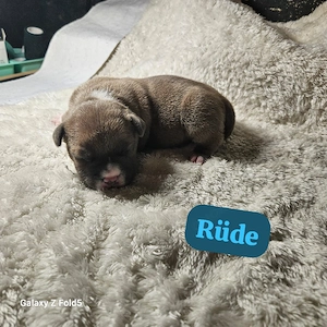 american pocket bully 