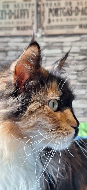 Maine Coon Kitten Abgabe im Juli black tortie  Bild 6