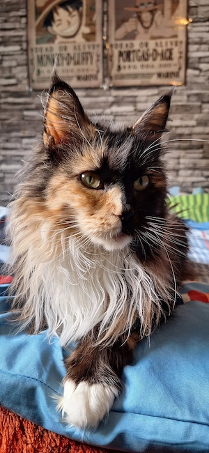 Maine Coon Kitten Abgabe im Juli black tortie  Bild 8
